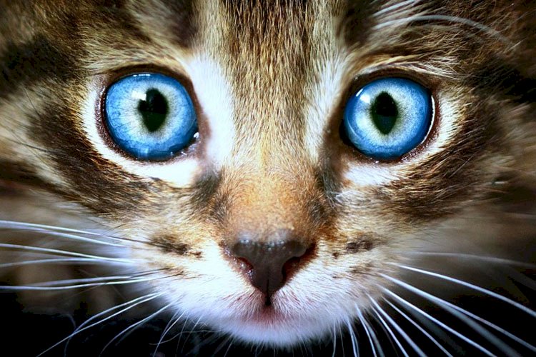 Kedilerde Göz Akıntısı Veteriner Kliniği